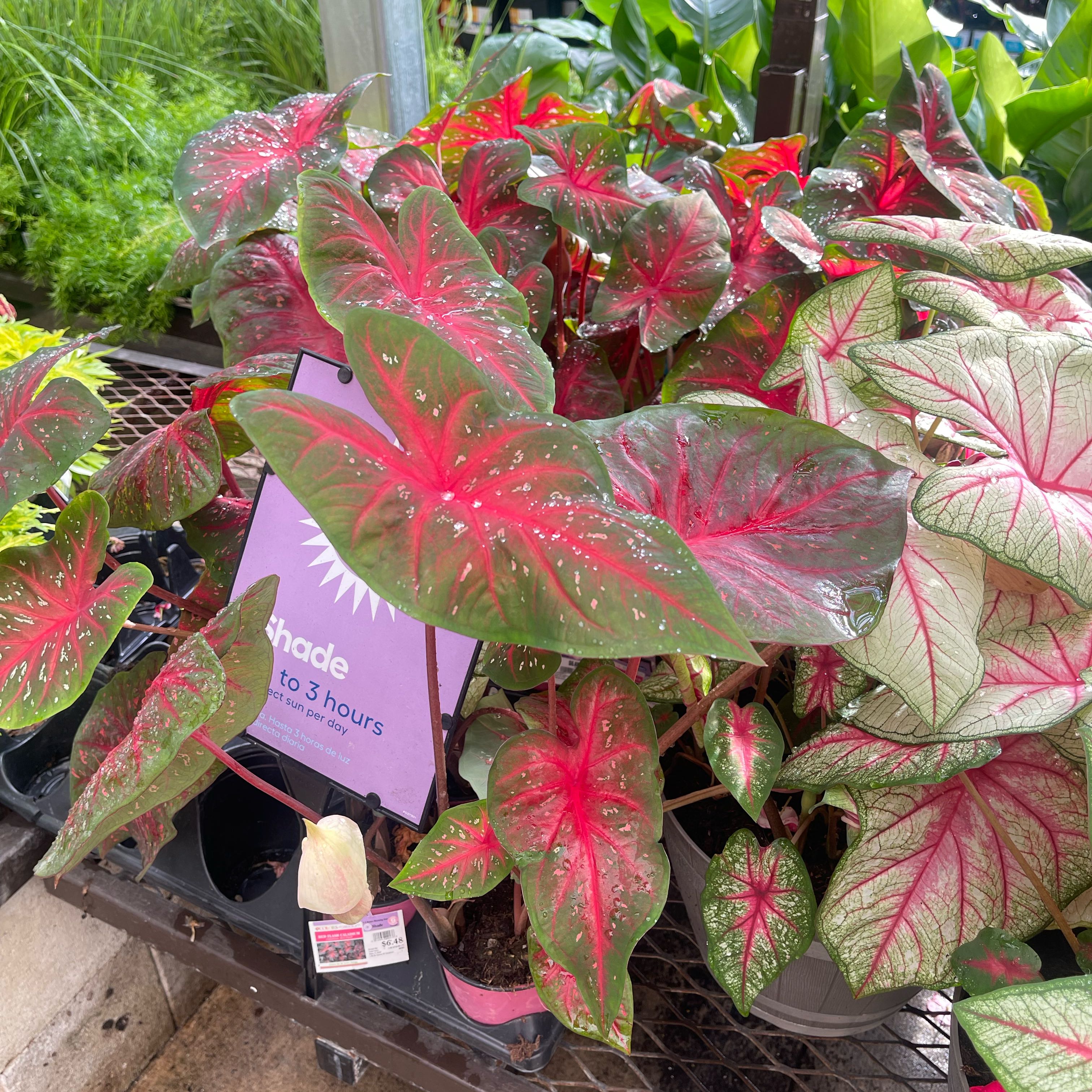Photo of the plant species Red Flash Angel Wings by @GuruPinkjasmine named Figyonce on Greg, the plant care app