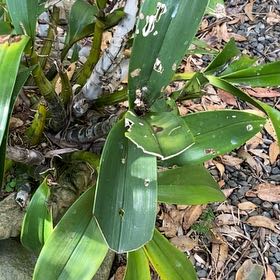 Photo of the plant species Rock-Lily by @BigChervil63 named McKinley on Greg, the plant care app