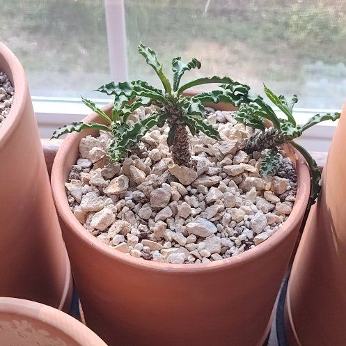 Photo of the plant species Euphorbia Decaryi v. Spirosticha by @Aarxoore named Oasis on Greg, the plant care app