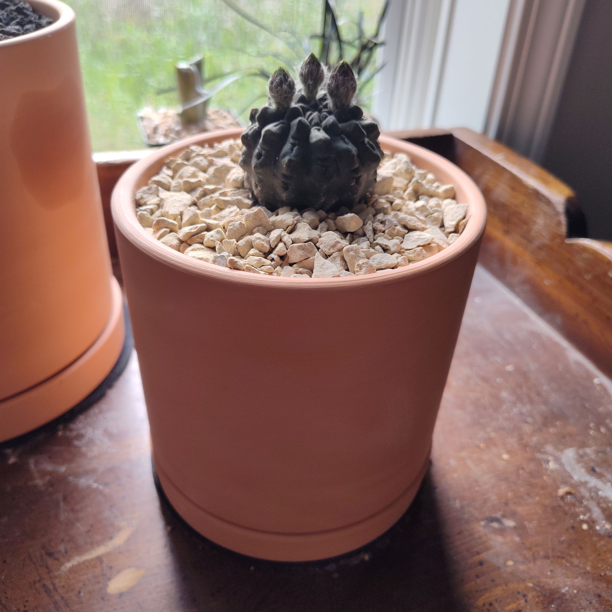 Photo of the plant species Eriosyce oculta by @Aarxoore named Shub on Greg, the plant care app