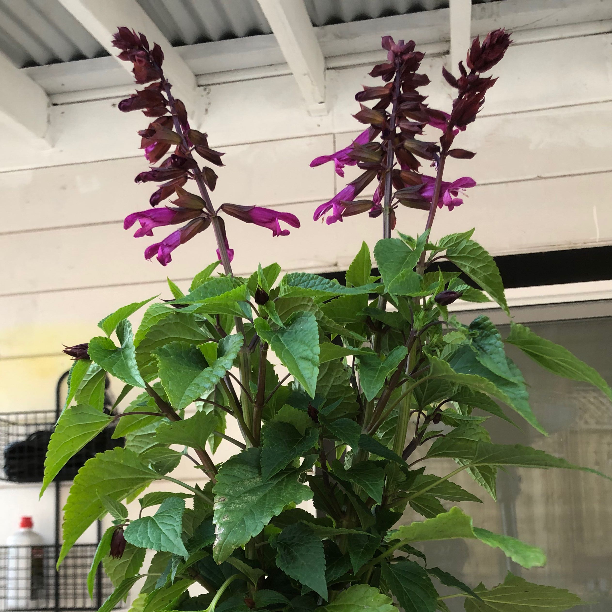 Photo of the plant species Salvia 'Strawberry Lake' by @FunMothorchid37 named Lebron on Greg, the plant care app