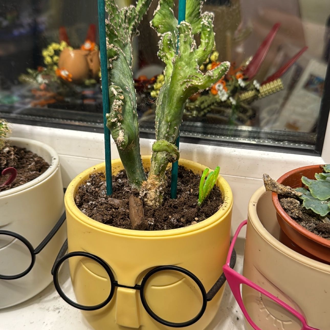 Photo of the plant species Monvillea spegazzini f. cristata by @WorldlyAgave70 named Dolores on Greg, the plant care app