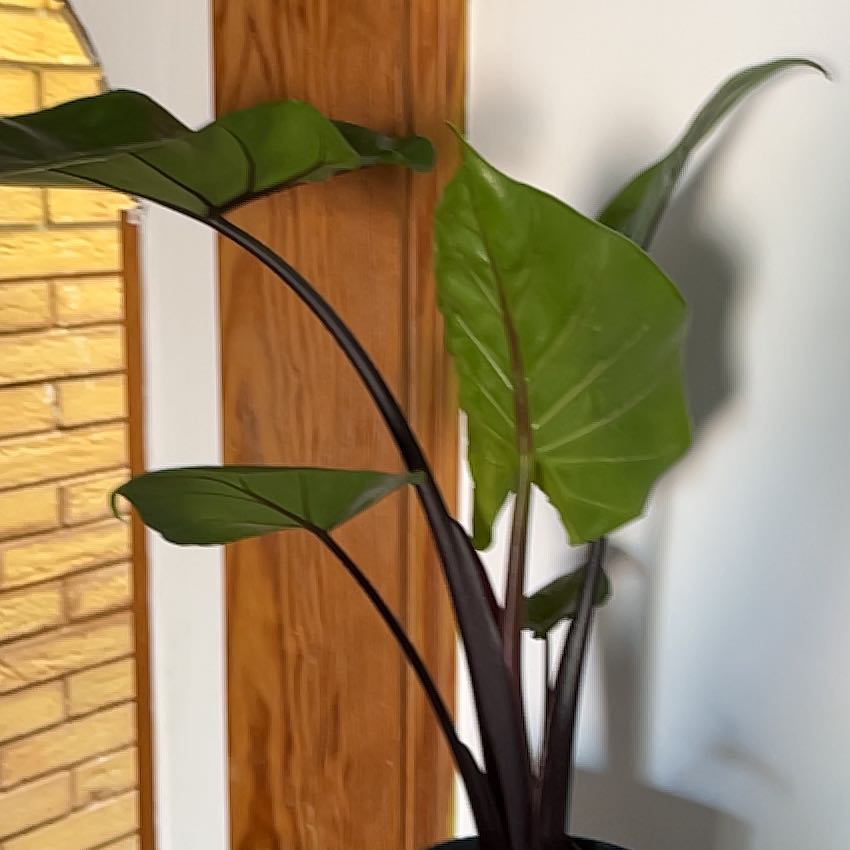Photo of the plant species Alocasia Black Cobra by @ElderTreeechium named Zion on Greg, the plant care app
