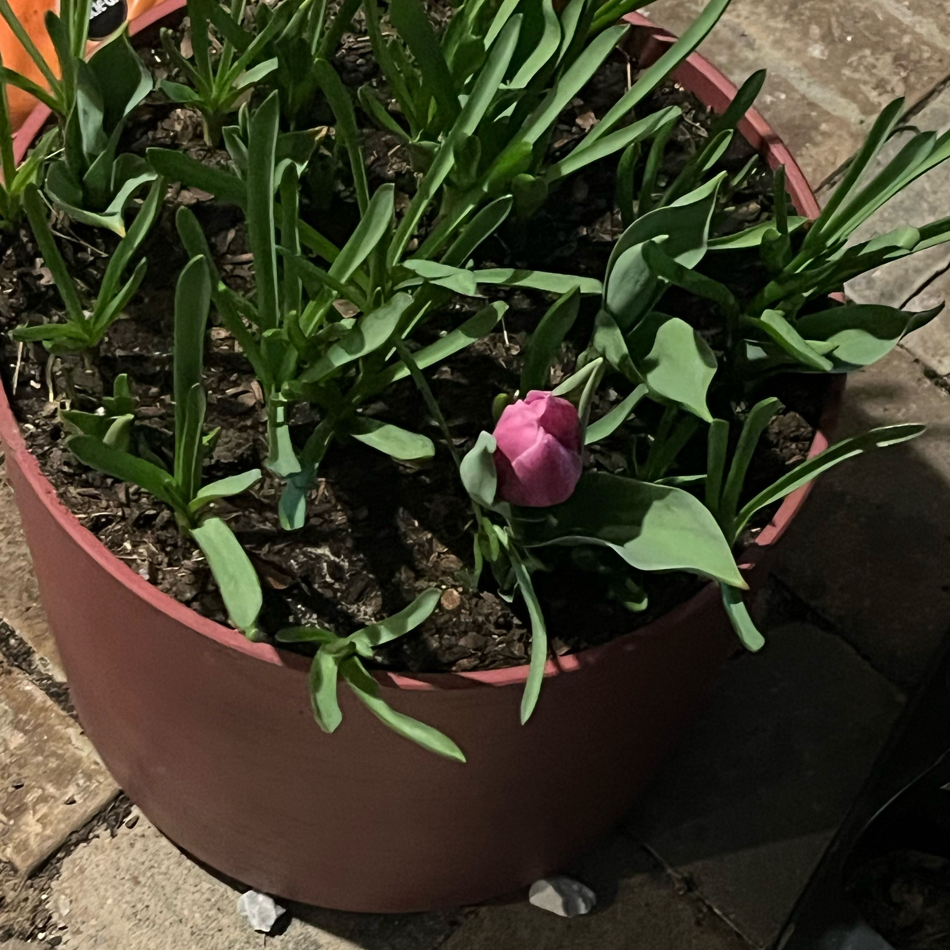 Photo of the plant species Tulip 'Single Early' by @KnightRedcap2 named Naomi on Greg, the plant care app