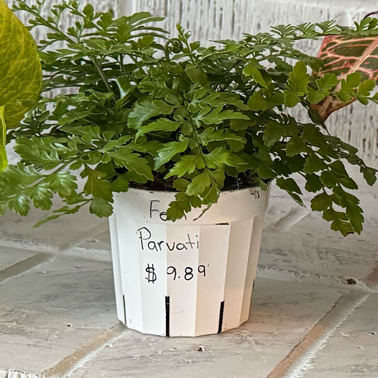 Photo of the plant species Mother Fern by @ValuableCoojong named Willow on Greg, the plant care app