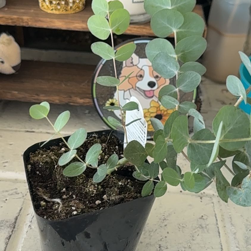 Photo of the plant species Silver Dollar Tree by @ValuableCoojong named Demi on Greg, the plant care app