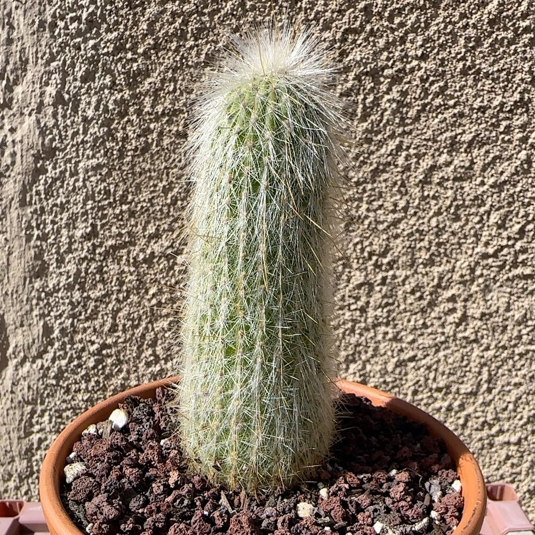 Photo of the plant species Silver Torch Cactus by @SultryRossavens named Shakira on Greg, the plant care app