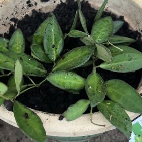 Photo of the plant species Spotted Ladysthumb by @VigilantDuwei named Bella on Greg, the plant care app