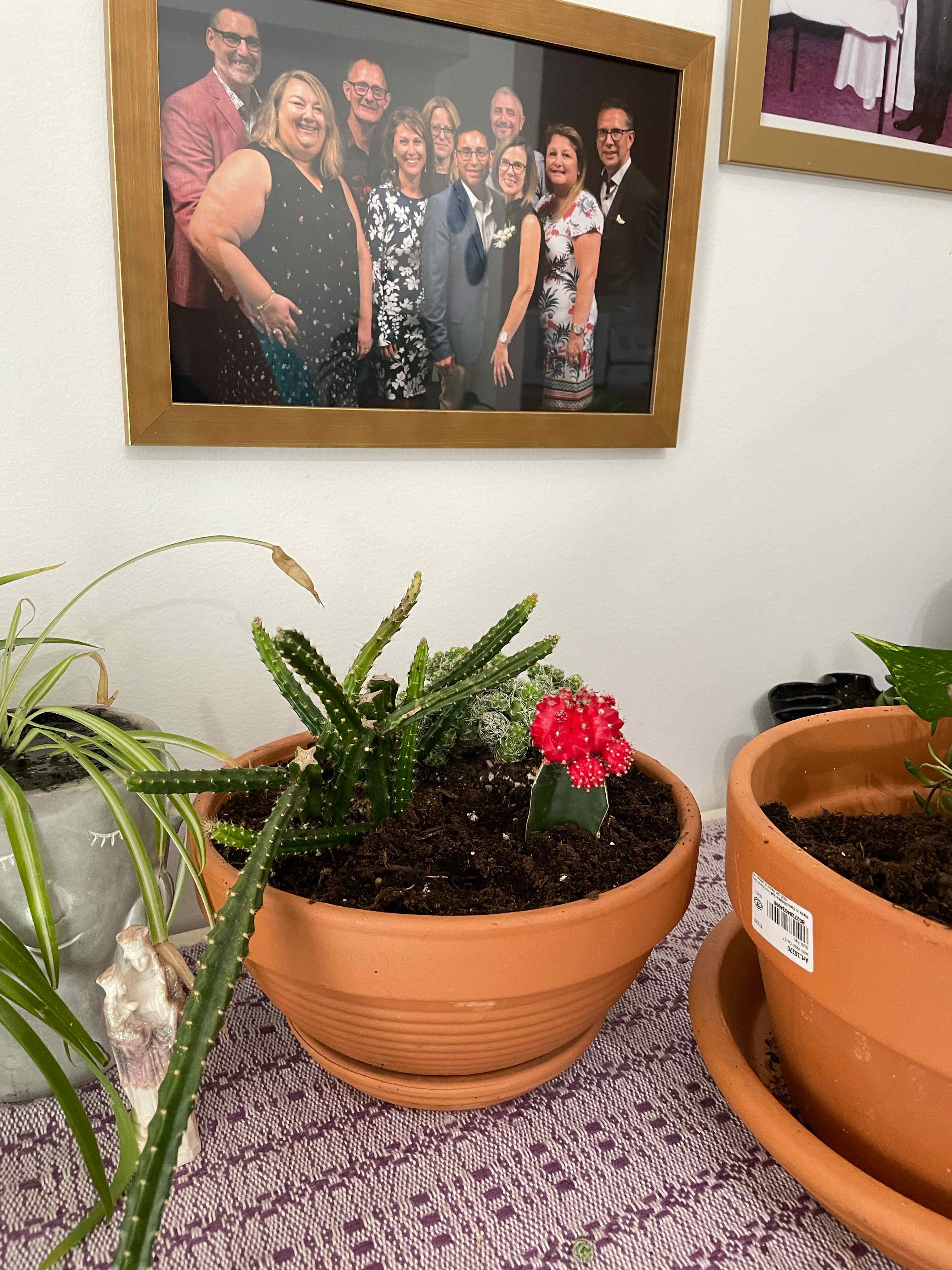 Photo of the plant species Aporophyllum 'Edna Bellamy by @Felix_vanier named Carmen McRae on Greg, the plant care app