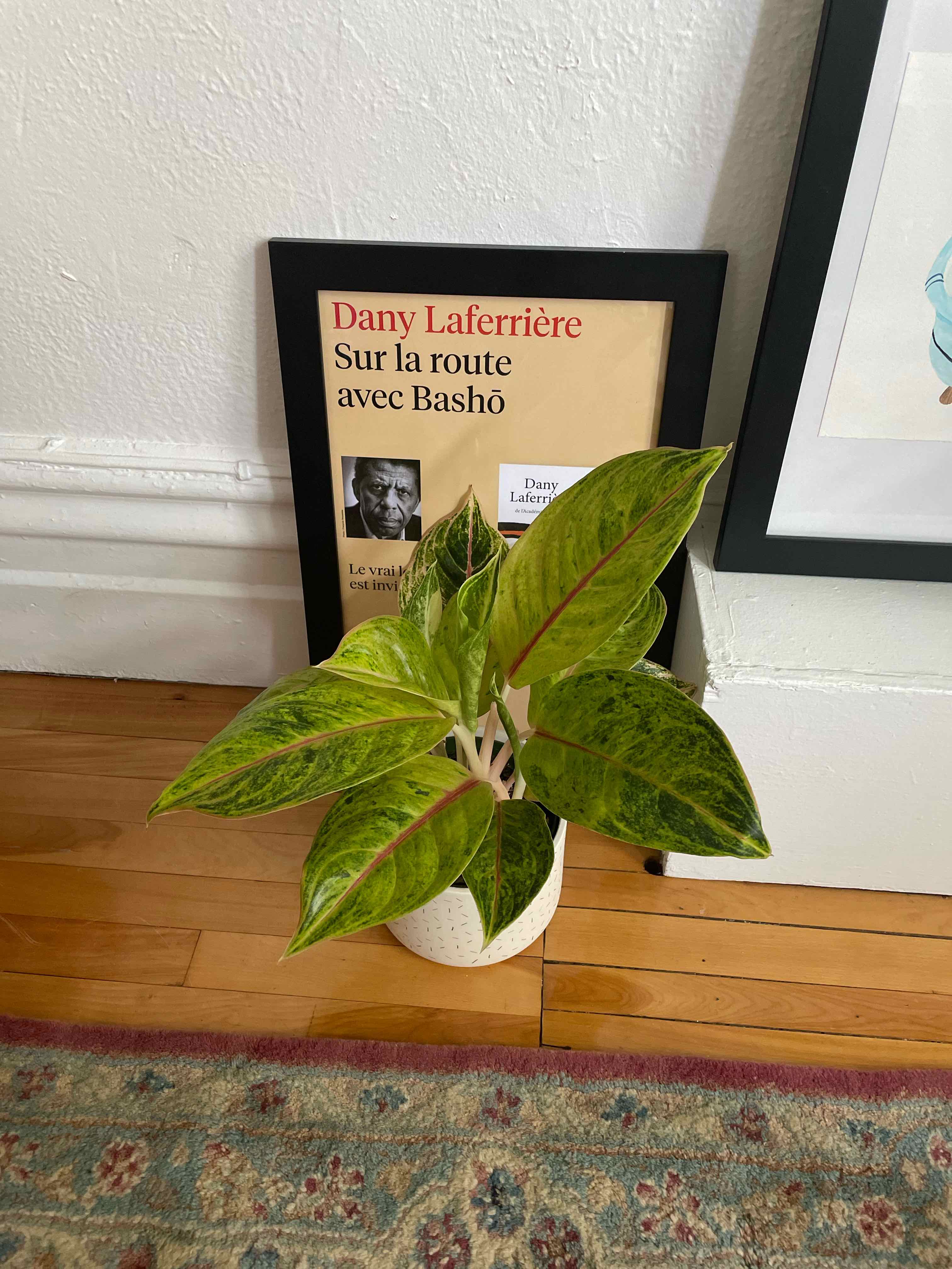 Aglaonema 'Sparkling Sarah' plant in a white pot on a wooden floor next to a framed picture.