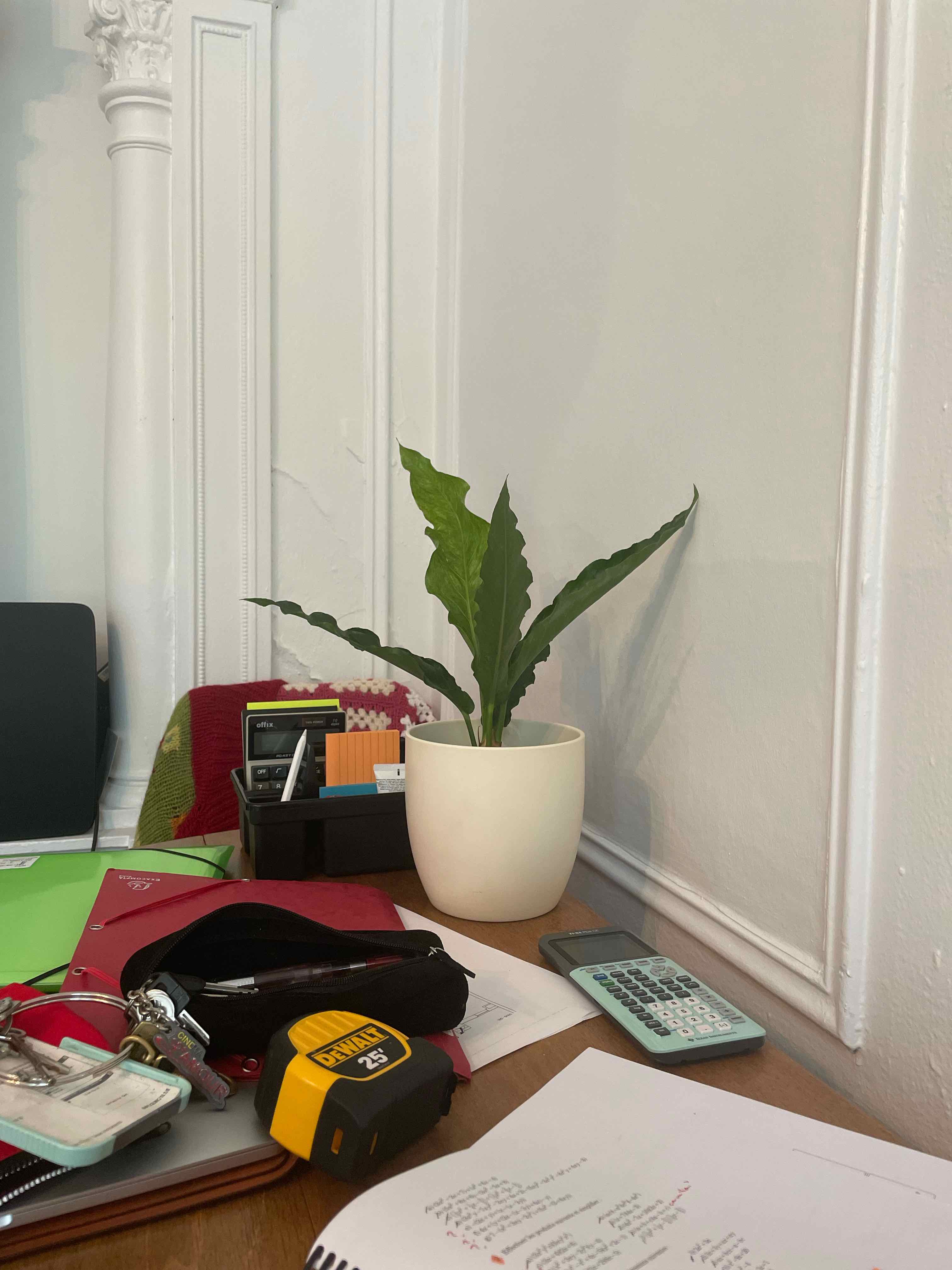 Bird's nest anthurium plant in a white pot on a desk with office supplies.