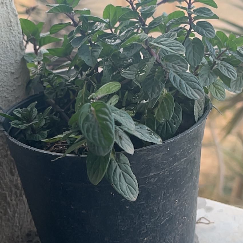 Photo of the plant species Egyptian Mint by @CapableWoreya named Einstein on Greg, the plant care app