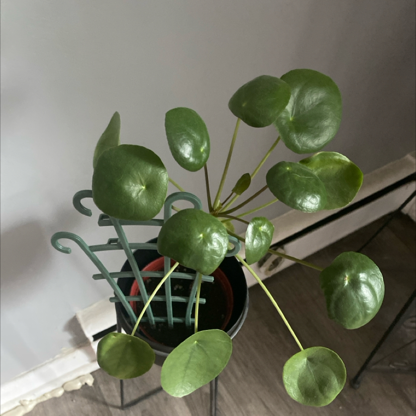 Chinese Money Plant plant photo by @apb0168 named Harmony on Greg, the plant care app.