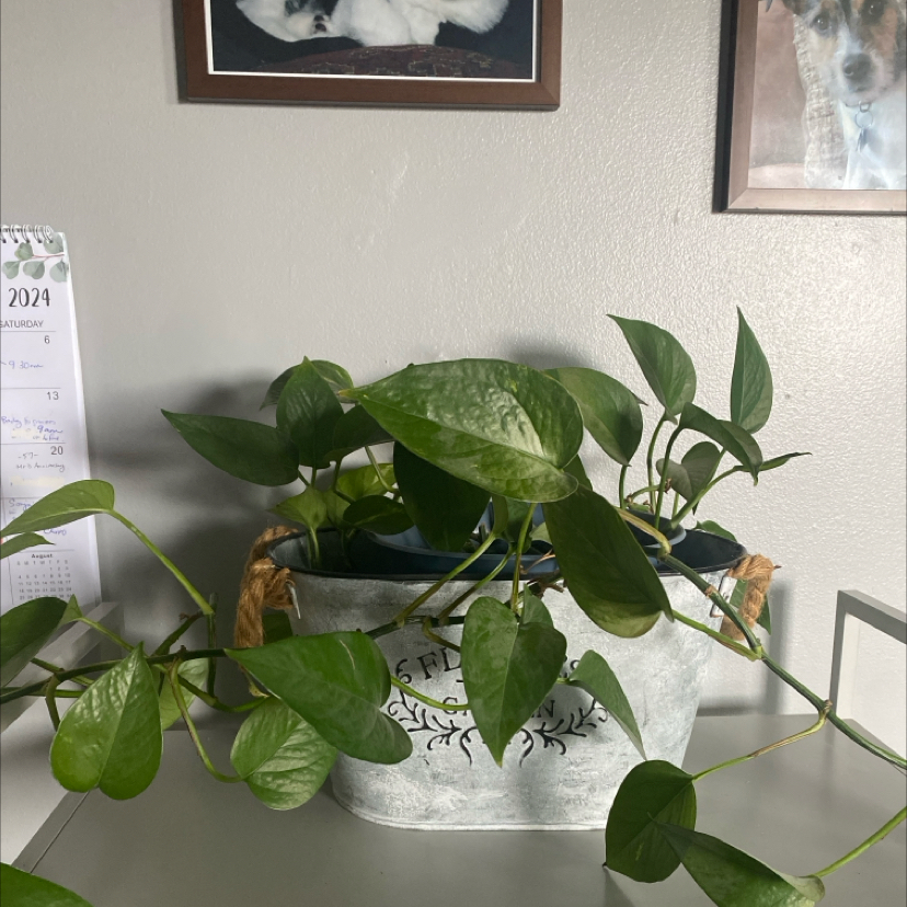 Philodendron Scandens plant photo by @apb0168 named Scarlett on Greg, the plant care app.