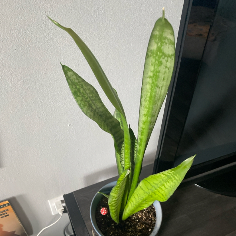 Snake Plant plant photo by @apb0168 named Majestic on Greg, the plant care app.