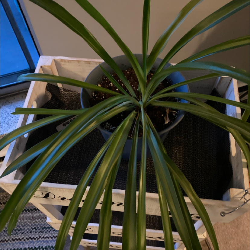 Spider Plant plant photo by @apb0168 named Rihanna on Greg, the plant care app.