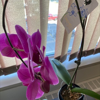 Phalaenopsis Orchid plant in Hamilton, Ontario
