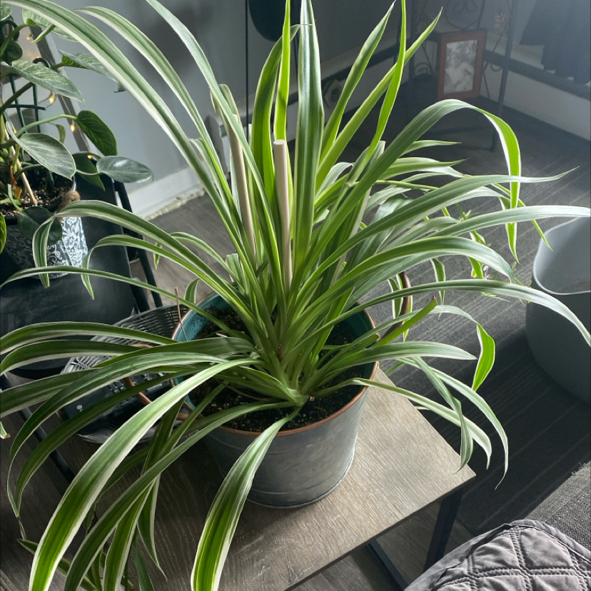 Spider Plant plant photo by @apb0168 named Peter Parker on Greg, the plant care app.