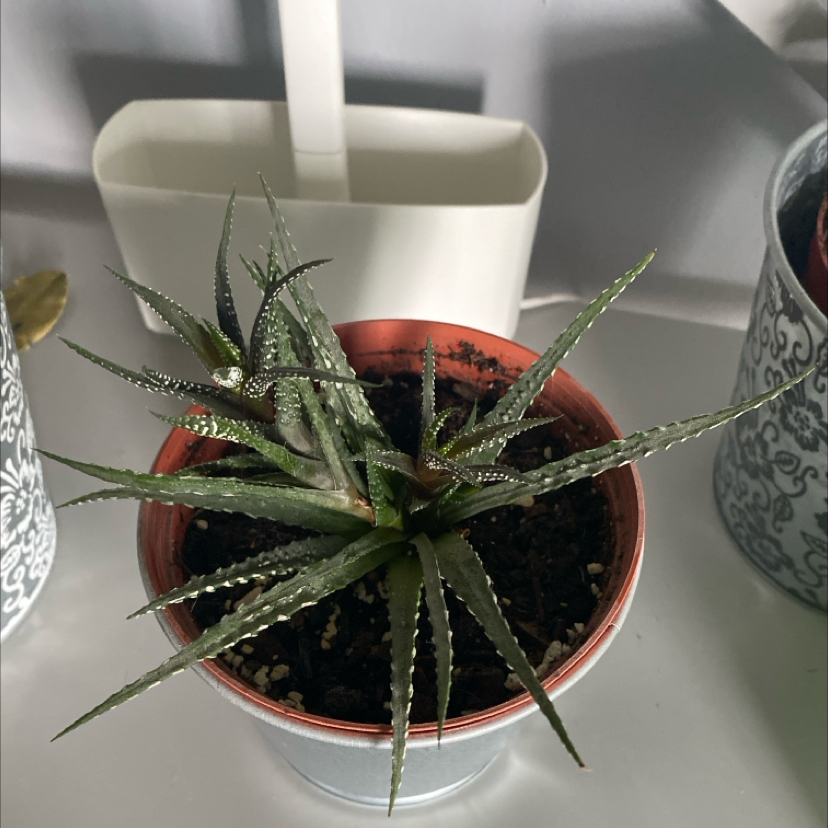 Zebra Plant plant photo by @apb0168 named Stripe on Greg, the plant care app.