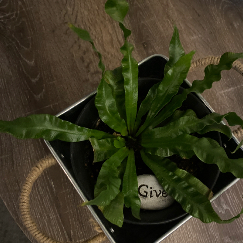 Japanese Bird's Nest Fern plant photo by @apb0168 named Wavy on Greg, the plant care app.