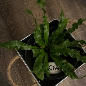 Crispy Wave Fern plant photo by @apb0168 named Wavy on Greg, the plant care app.