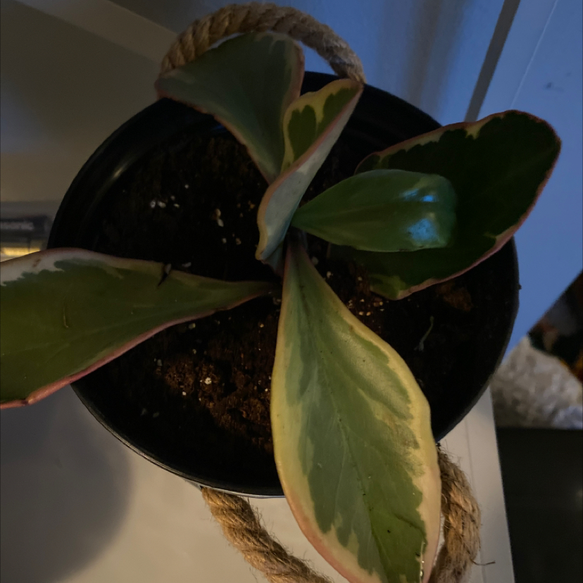 Jelly Plant plant photo by @apb0168 named Luna on Greg, the plant care app.