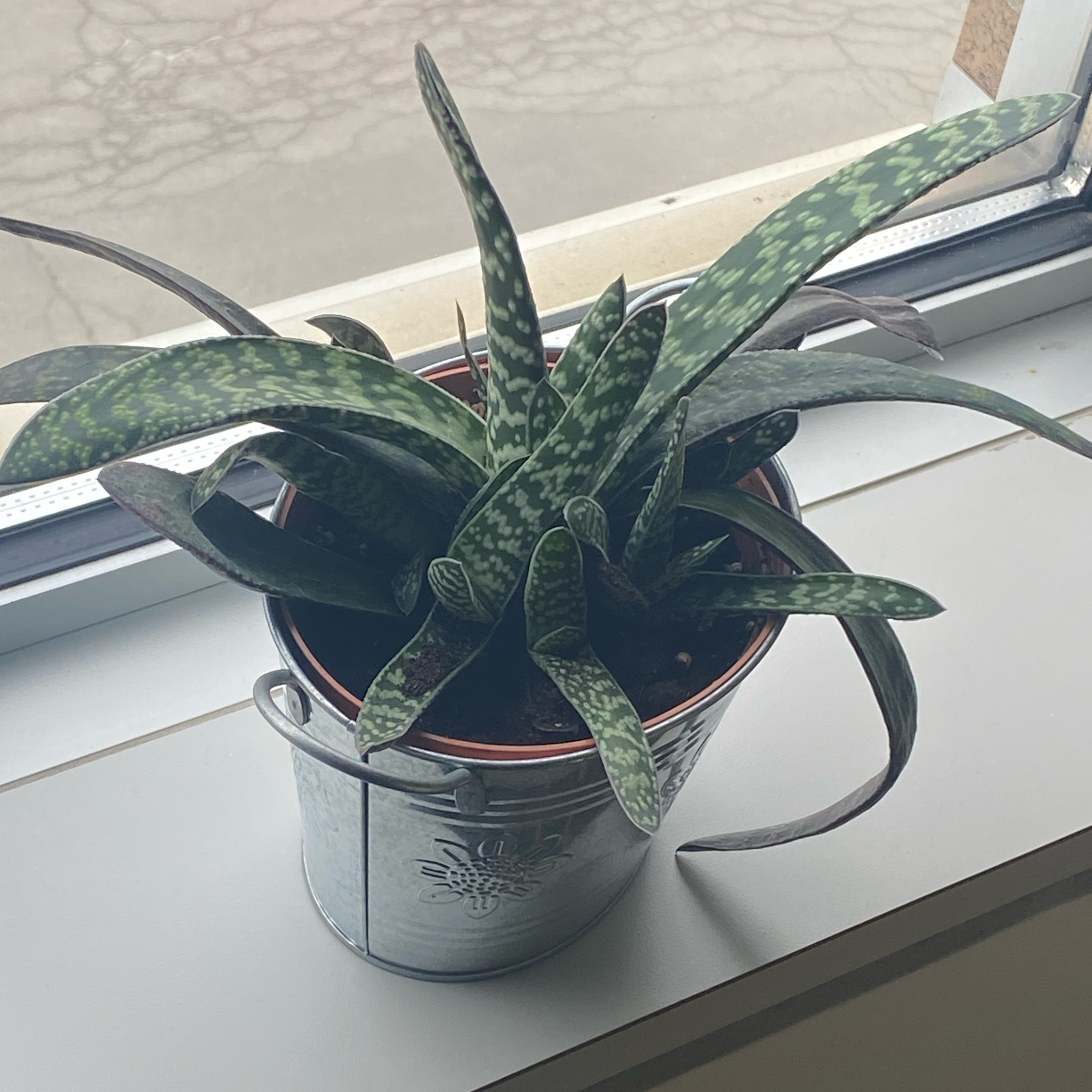 Ox Tongue plant photo by @apb0168 named Oxy on Greg, the plant care app.