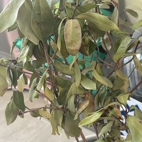 Photo of the plant species Bracken Brown Beauty Magnolia by @DeluxeLipandra named Peter Parker on Greg, the plant care app