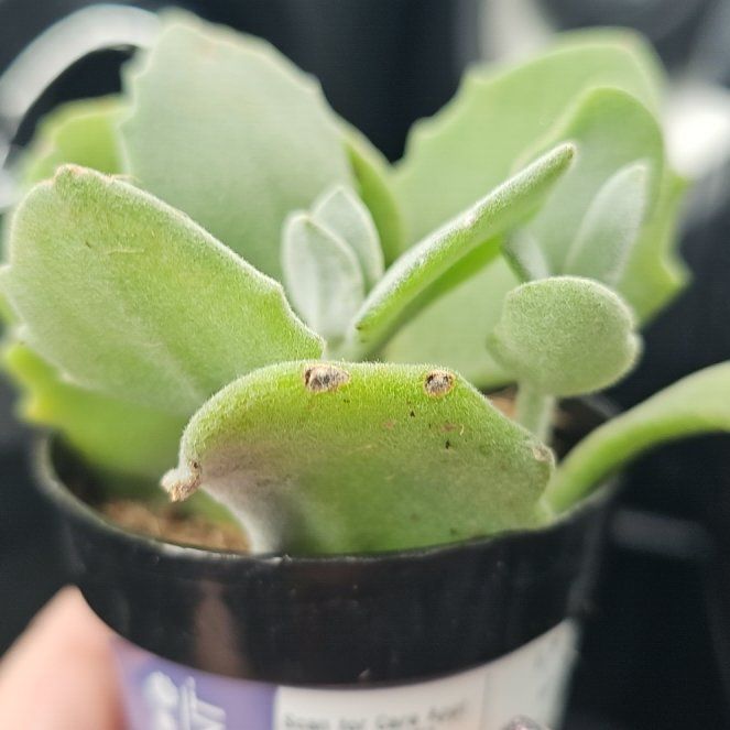 Photo of the plant species Melotti's Kalanchoe by @StableEncina16 named Alix on Greg, the plant care app