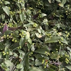 Photo of the plant species Dotted Bridalveil by @ProphetRhodora named Kylie on Greg, the plant care app