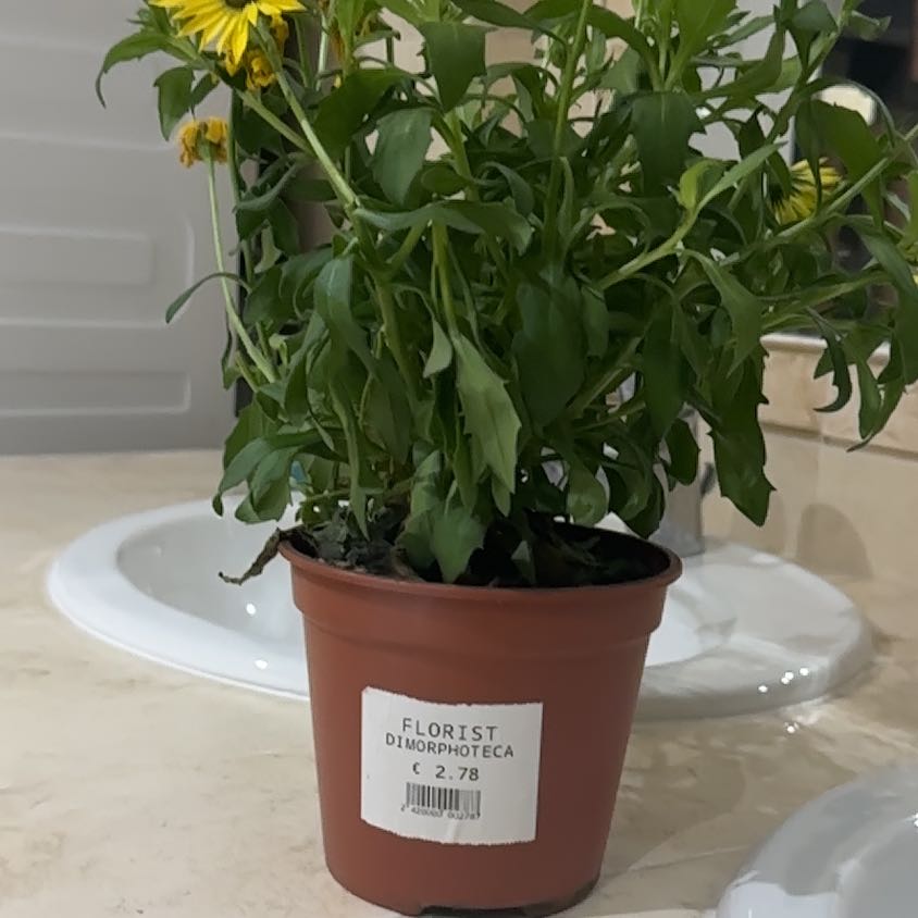 Photo of the plant species Dimorphotheca 'Spring Flash Yellow' by @JollyRoyalflush named Sunniee on Greg, the plant care app