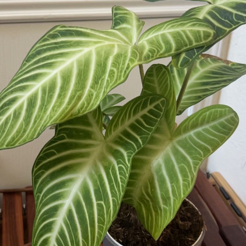 Photo of the plant species Caladium Iindenii by @PlantGirlKeiKei named Dolores on Greg, the plant care app