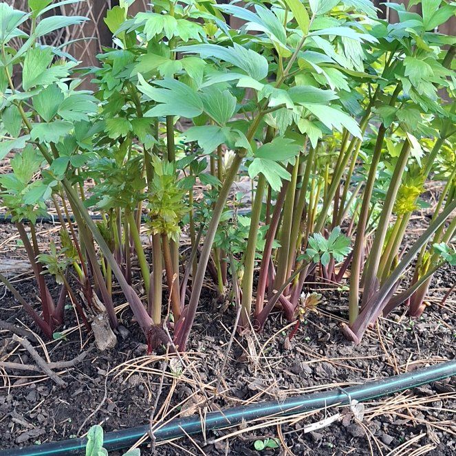 Photo of the plant species Lovage by @HeiressMayten70 named Darwin on Greg, the plant care app