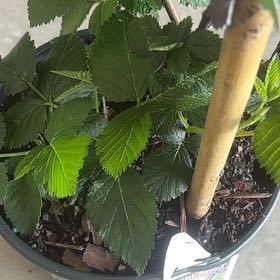 Photo of the plant species Osage Blackberry by @AriTheeFaeriee named Belle on Greg, the plant care app