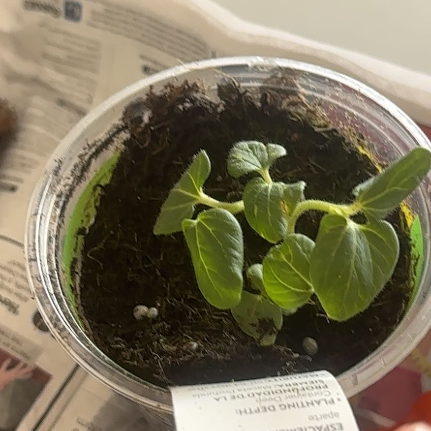 Photo of the plant species Green Okra by @AriTheeFaeriee named Zodiac on Greg, the plant care app