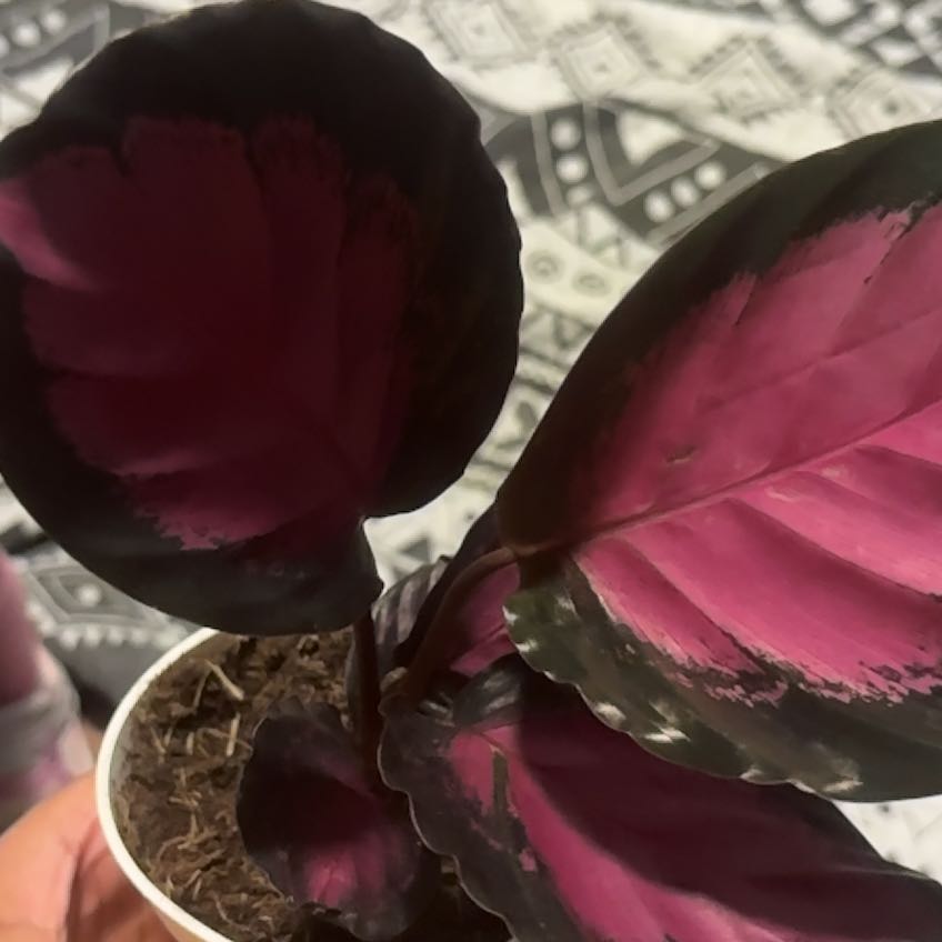 Photo of the plant species Calathea Rosy by @AriTheeFaeriee named Ruby Dior on Greg, the plant care app