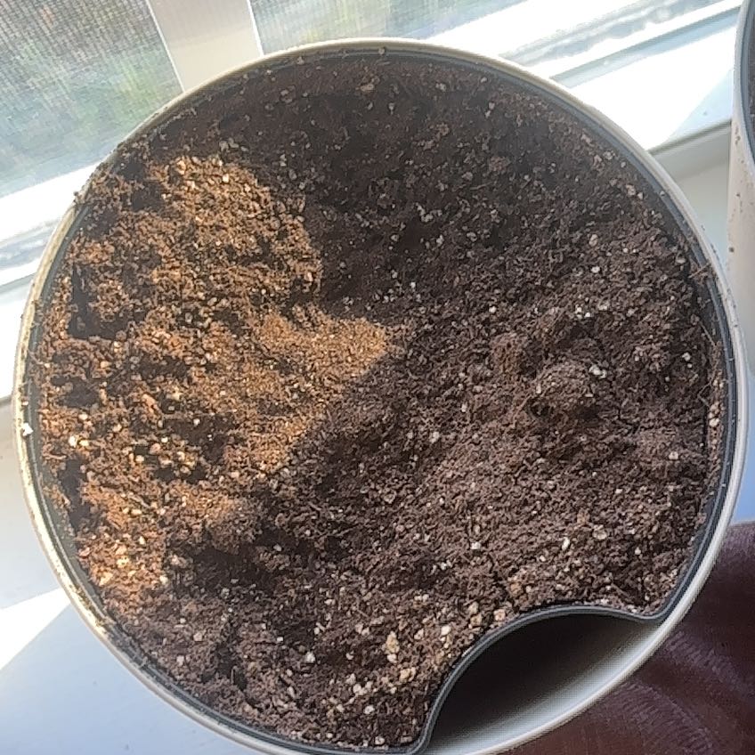 Photo of the plant species Caladium Pink Symphony by @AriTheeFaeriee named Amelia on Greg, the plant care app