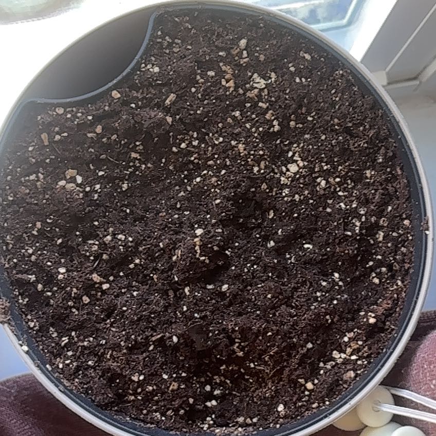 Photo of the plant species Caladium Pink Symphony by @AriTheeFaeriee named Adonis on Greg, the plant care app