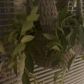 Photo of the plant species Variegated Lipstick Vine by @AceApple28 named Sol on Greg, the plant care app