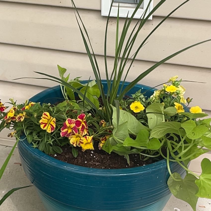 Photo of the plant species Calibrachoa 'Noa® Yellow' by @QuaintKale37 named Kesha on Greg, the plant care app