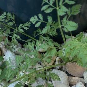 Photo of the plant species Cow Parsley by @ZealousRambutan named Kobe on Greg, the plant care app