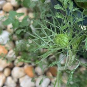 Photo of the plant species Devil in the Bush by @ZealousRambutan named Bruce Lee on Greg, the plant care app