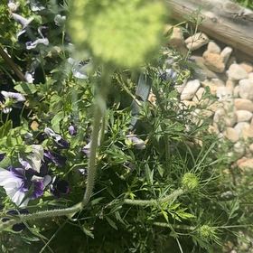 Photo of the plant species Devil in the Bush by @ZealousRambutan named Sigmund on Greg, the plant care app