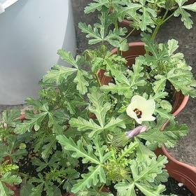 Photo of the plant species Flower of an Hour by @ZealousRambutan named Doja Cat on Greg, the plant care app