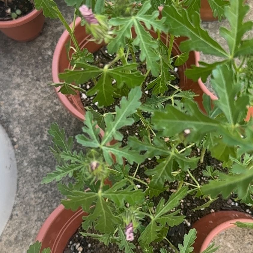 Photo of the plant species Flower of an Hour by @ZealousRambutan named Figyonce on Greg, the plant care app