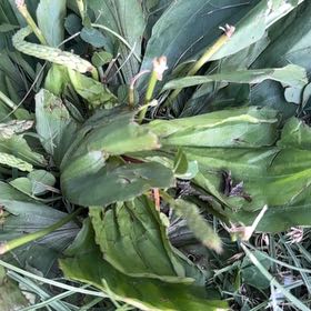Photo of the plant species Common Sorrel by @ZealousRambutan named Kesha on Greg, the plant care app