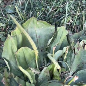 Photo of the plant species Skunk Cabbage by @ZealousRambutan named Maya on Greg, the plant care app
