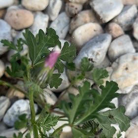 Photo of the plant species Flower of an Hour by @ZealousRambutan named Marley on Greg, the plant care app