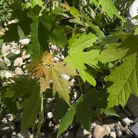 Photo of the plant species Acer Saccharinum by @ZealousRambutan named Morgan Treeman on Greg, the plant care app