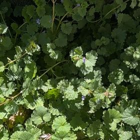 Photo of the plant species Glechoma Hederacea by @ZealousRambutan named Clooney on Greg, the plant care app